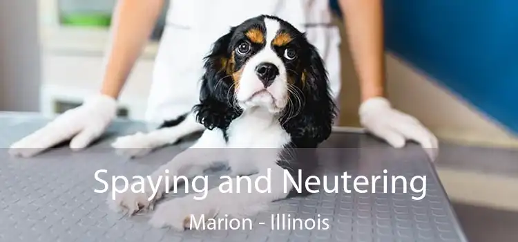 Spaying and Neutering Marion - Illinois