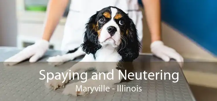 Spaying and Neutering Maryville - Illinois