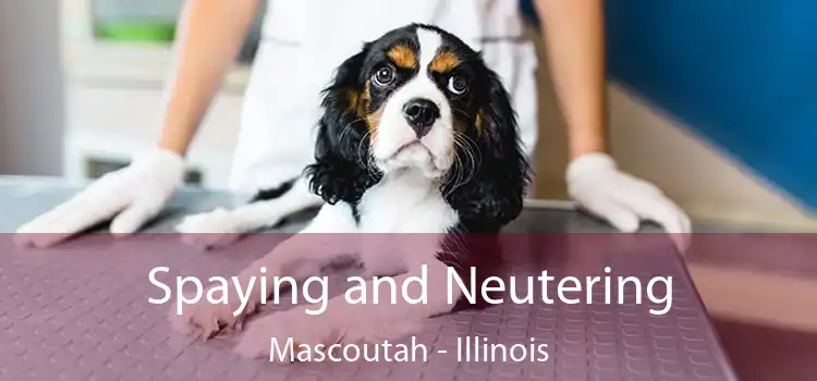 Spaying and Neutering Mascoutah - Illinois