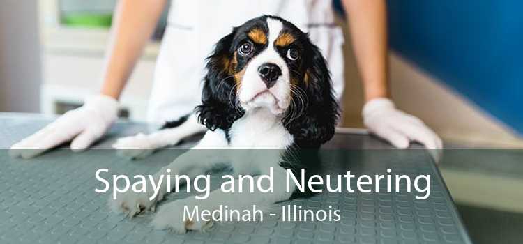 Spaying and Neutering Medinah - Illinois