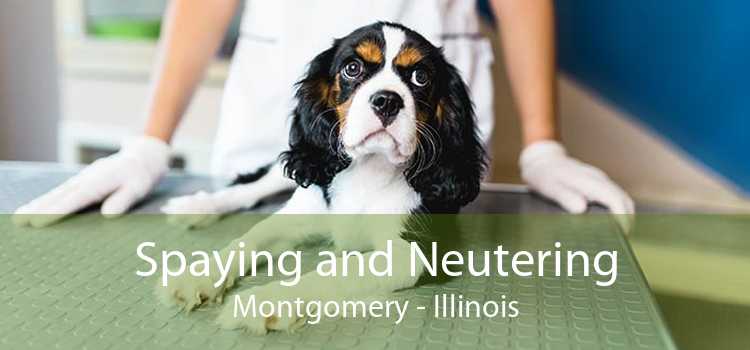 Spaying and Neutering Montgomery - Illinois