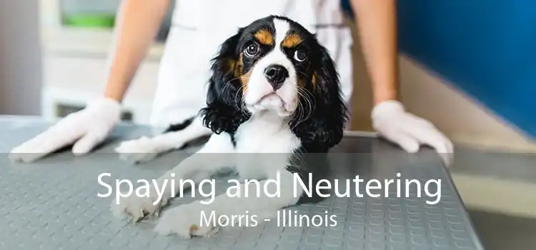 Spaying and Neutering Morris - Illinois