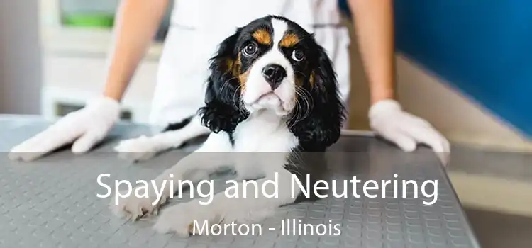 Spaying and Neutering Morton - Illinois