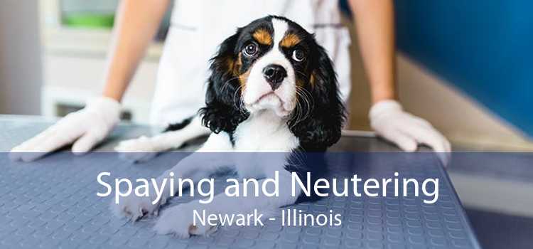 Spaying and Neutering Newark - Illinois