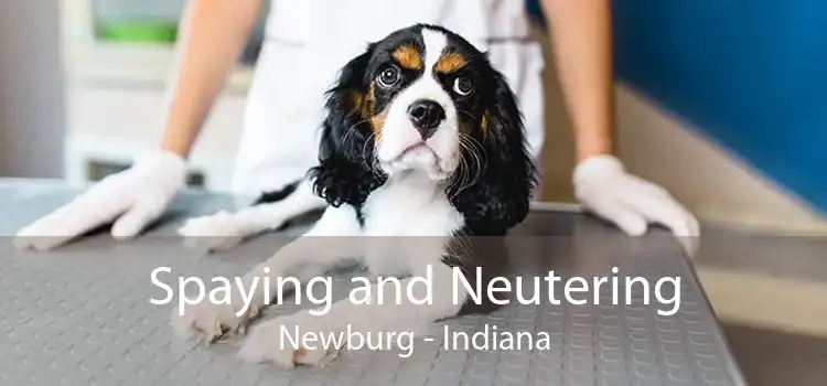 Spaying and Neutering Newburg - Indiana