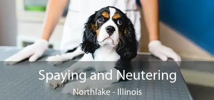Spaying and Neutering Northlake - Illinois