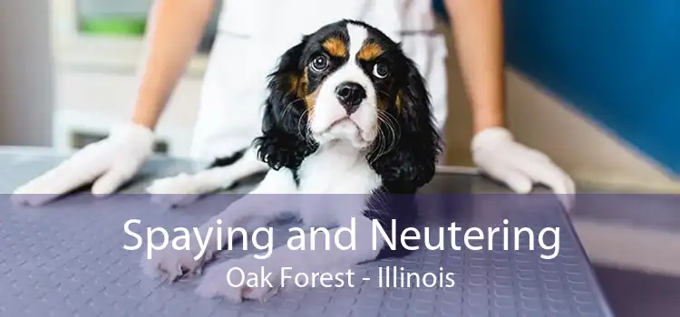 Spaying and Neutering Oak Forest - Illinois