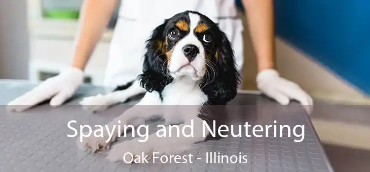 Spaying and Neutering Oak Forest - Illinois