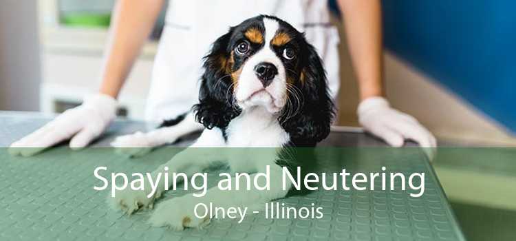 Spaying and Neutering Olney - Illinois