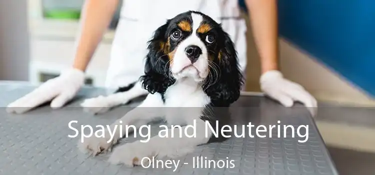 Spaying and Neutering Olney - Illinois