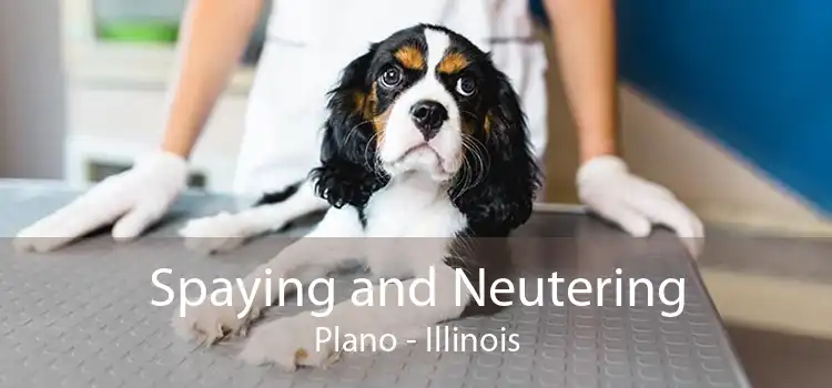Spaying and Neutering Plano - Illinois