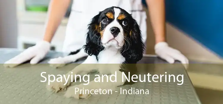 Spaying and Neutering Princeton - Indiana