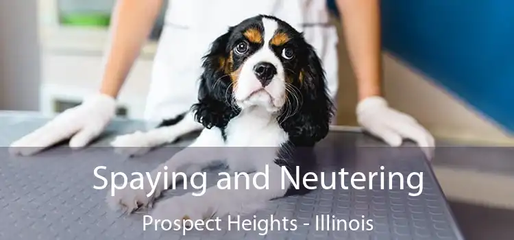 Spaying and Neutering Prospect Heights - Illinois