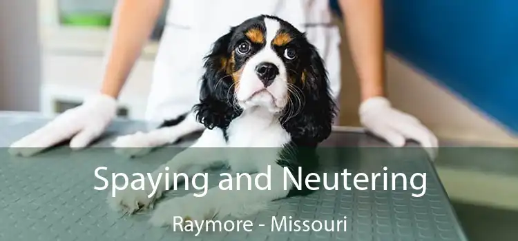 Spaying and Neutering Raymore - Missouri