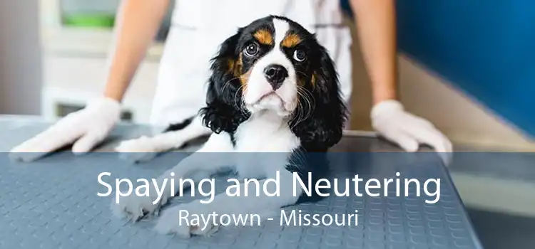 Spaying and Neutering Raytown - Missouri