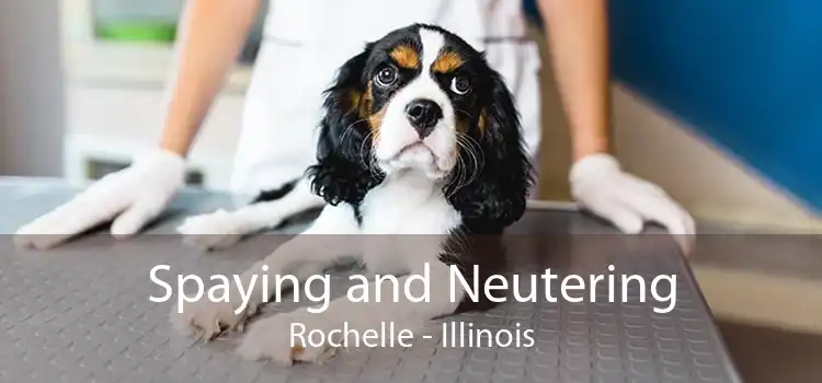 Spaying and Neutering Rochelle - Illinois