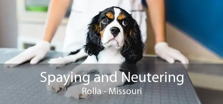 Spaying and Neutering Rolla - Missouri