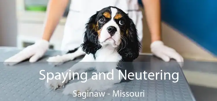 Spaying and Neutering Saginaw - Missouri