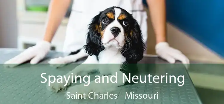 Spaying and Neutering Saint Charles - Missouri