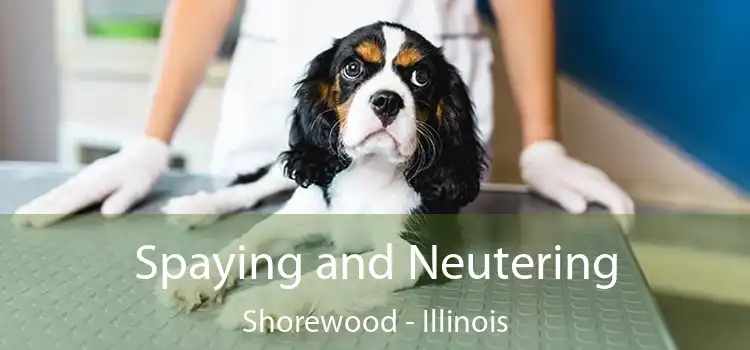 Spaying and Neutering Shorewood - Illinois