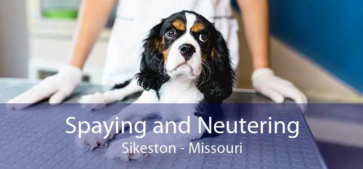 Spaying and Neutering Sikeston - Missouri