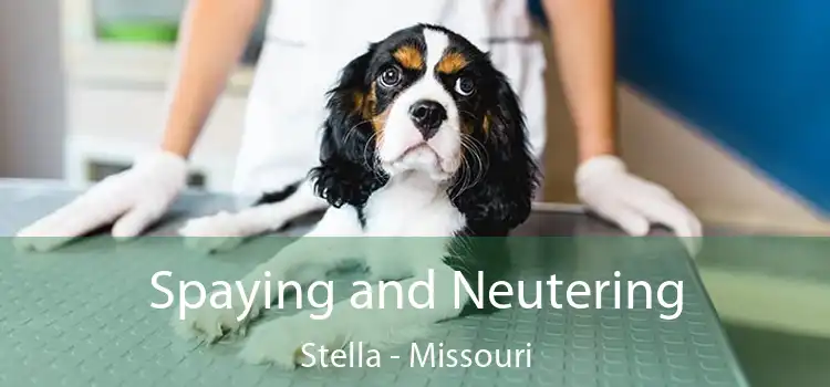 Spaying and Neutering Stella - Missouri