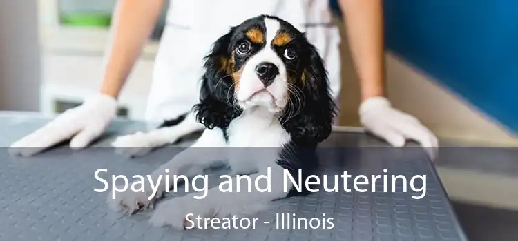 Spaying and Neutering Streator - Illinois