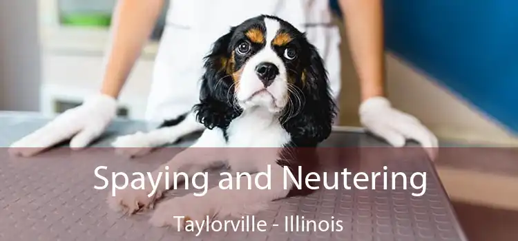 Spaying and Neutering Taylorville - Illinois