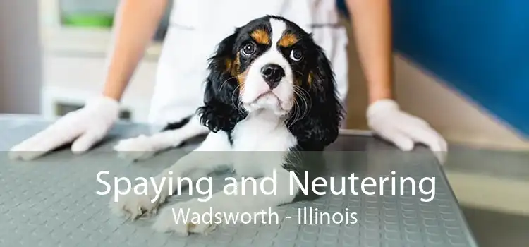 Spaying and Neutering Wadsworth - Illinois