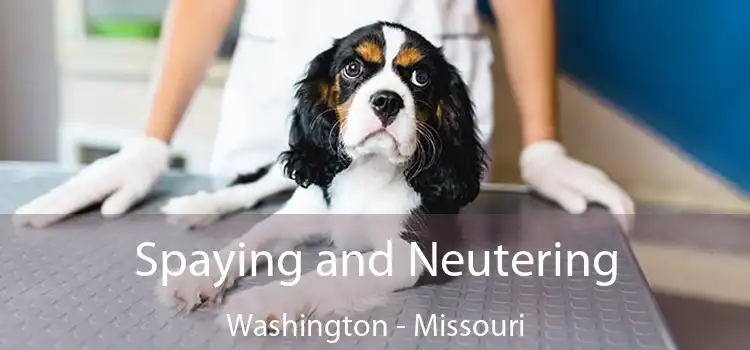 Spaying and Neutering Washington - Missouri