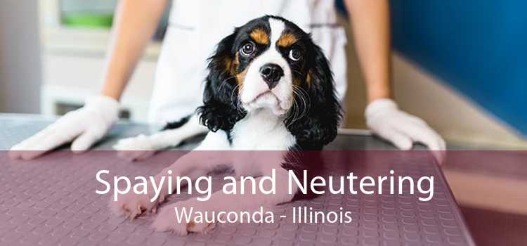 Spaying and Neutering Wauconda - Illinois