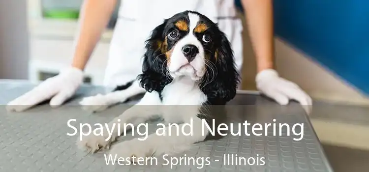 Spaying and Neutering Western Springs - Illinois