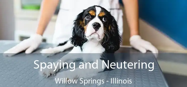 Spaying and Neutering Willow Springs - Illinois