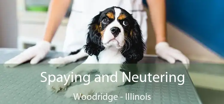 Spaying and Neutering Woodridge - Illinois