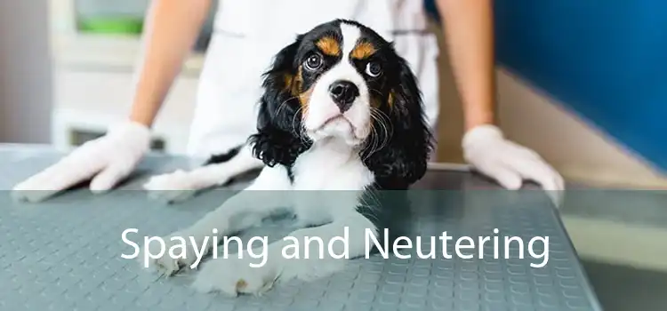 Spaying and Neutering 