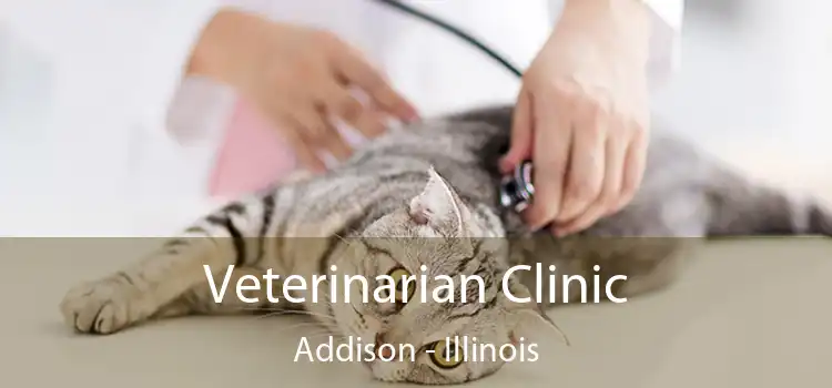 Veterinarian Clinic Addison - Illinois