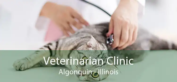 Veterinarian Clinic Algonquin - Illinois
