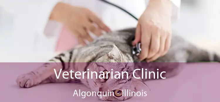 Veterinarian Clinic Algonquin - Illinois