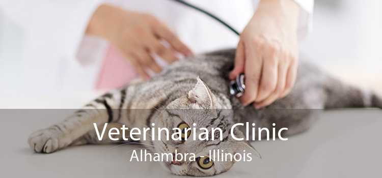Veterinarian Clinic Alhambra - Illinois