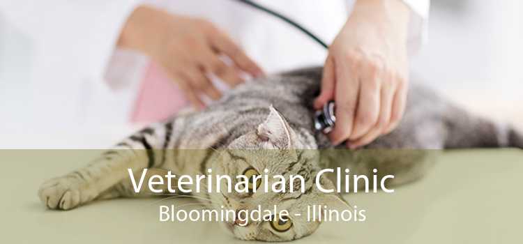 Veterinarian Clinic Bloomingdale - Illinois