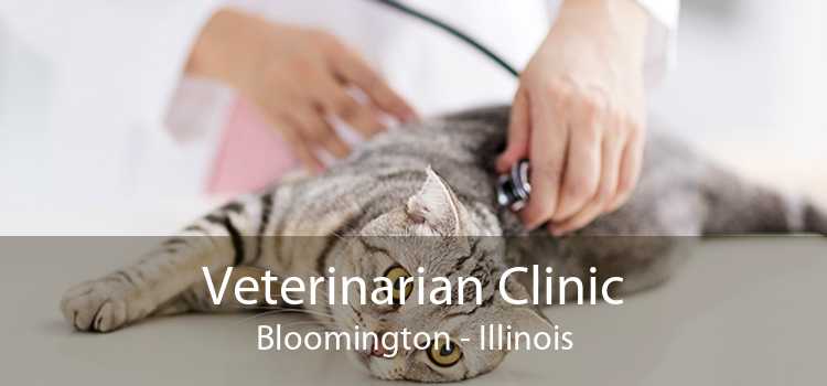 Veterinarian Clinic Bloomington - Illinois