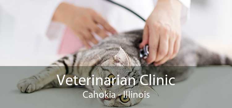 Veterinarian Clinic Cahokia - Illinois