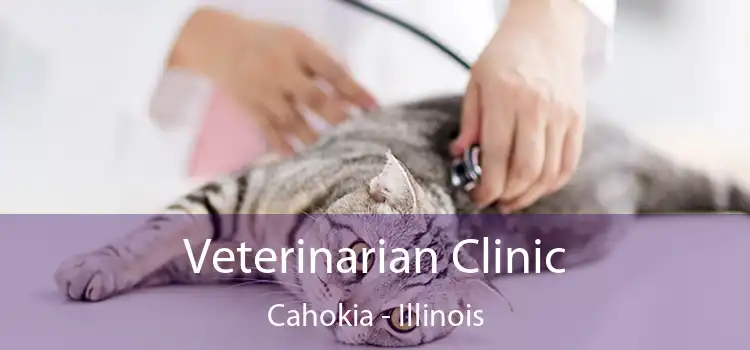 Veterinarian Clinic Cahokia - Illinois