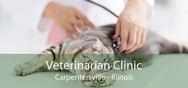 Veterinarian Clinic Carpentersville - Illinois