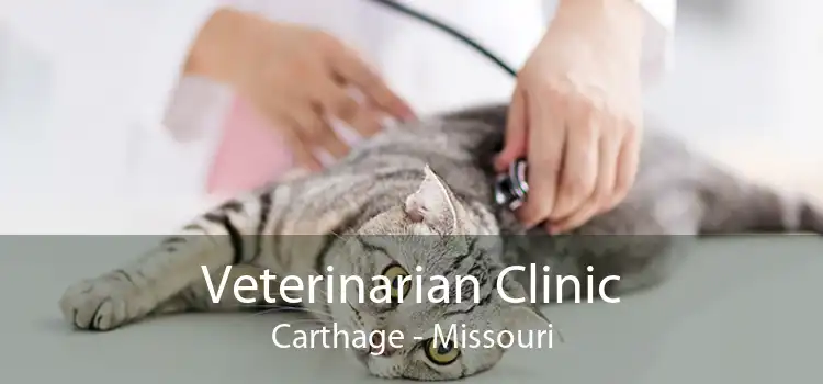 Veterinarian Clinic Carthage - Missouri