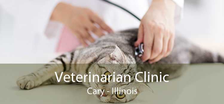 Veterinarian Clinic Cary - Illinois