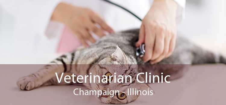 Veterinarian Clinic Champaign - Illinois