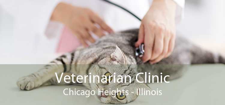 Veterinarian Clinic Chicago Heights - Illinois