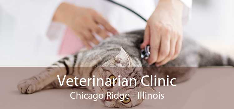 Veterinarian Clinic Chicago Ridge - Illinois
