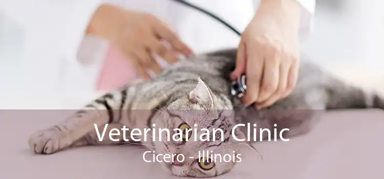 Veterinarian Clinic Cicero - Illinois